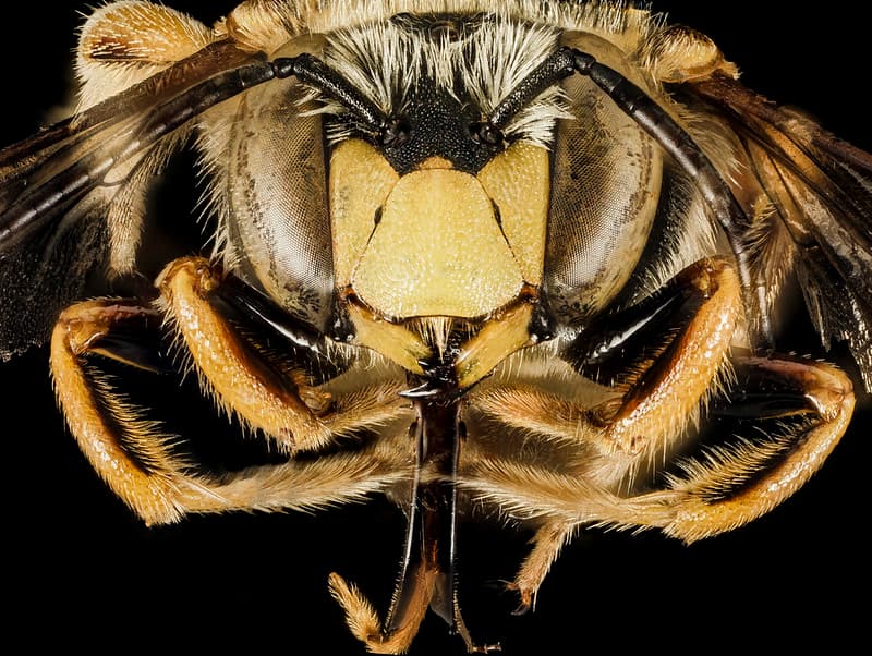 Anthidium, anthidiumloti, bee