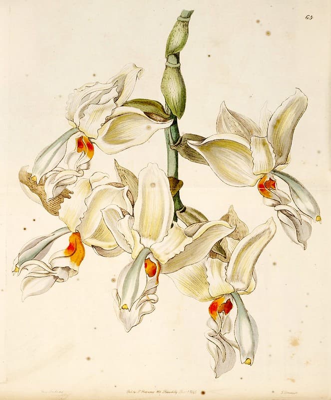 Thcentury, botanical, botany