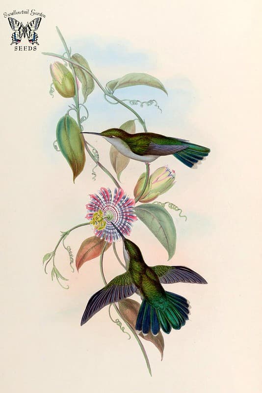 Thcentury, botanical, botany