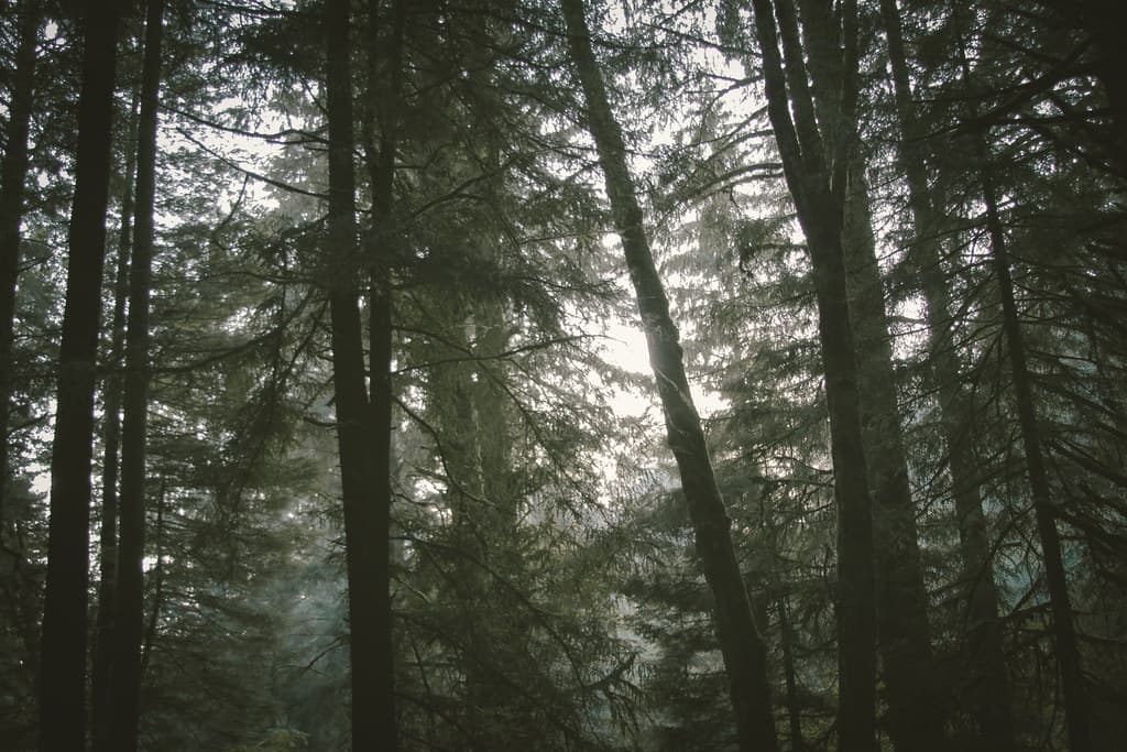 Sunlight Filtered Through a Forest