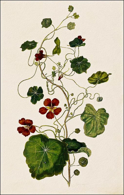 Climbing nasturtium (1682)