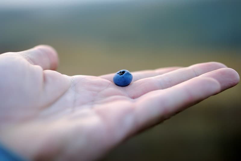 Open Hand Holding a Blueberry