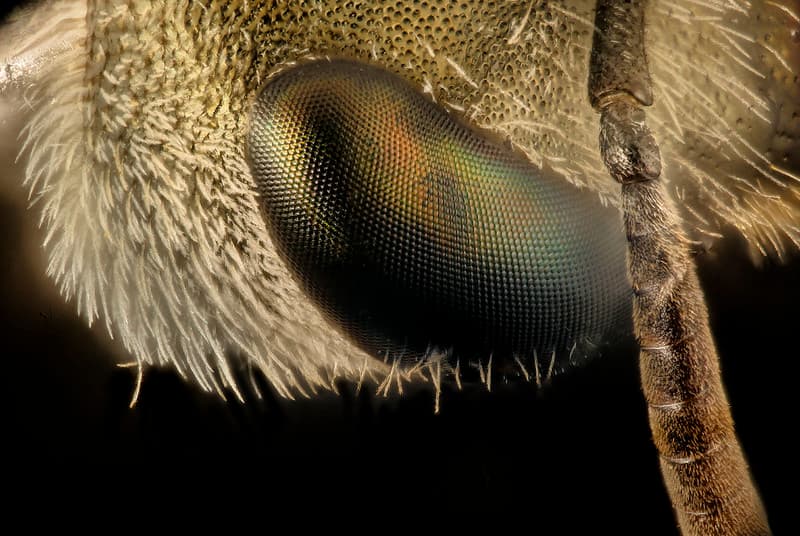 Halictus tectus, f, face close up , Montgomery co, md 2016-07-15-18.39