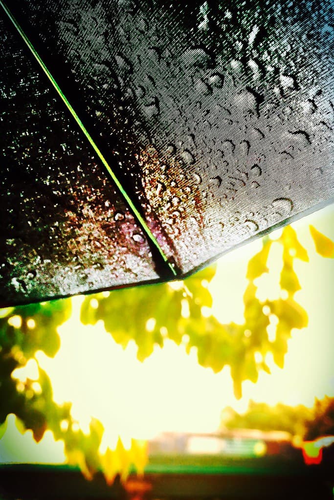 Summer Rain (Explore)