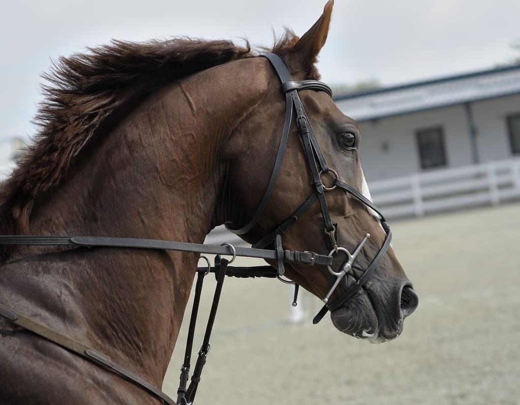 Brown Horse Head in Harness