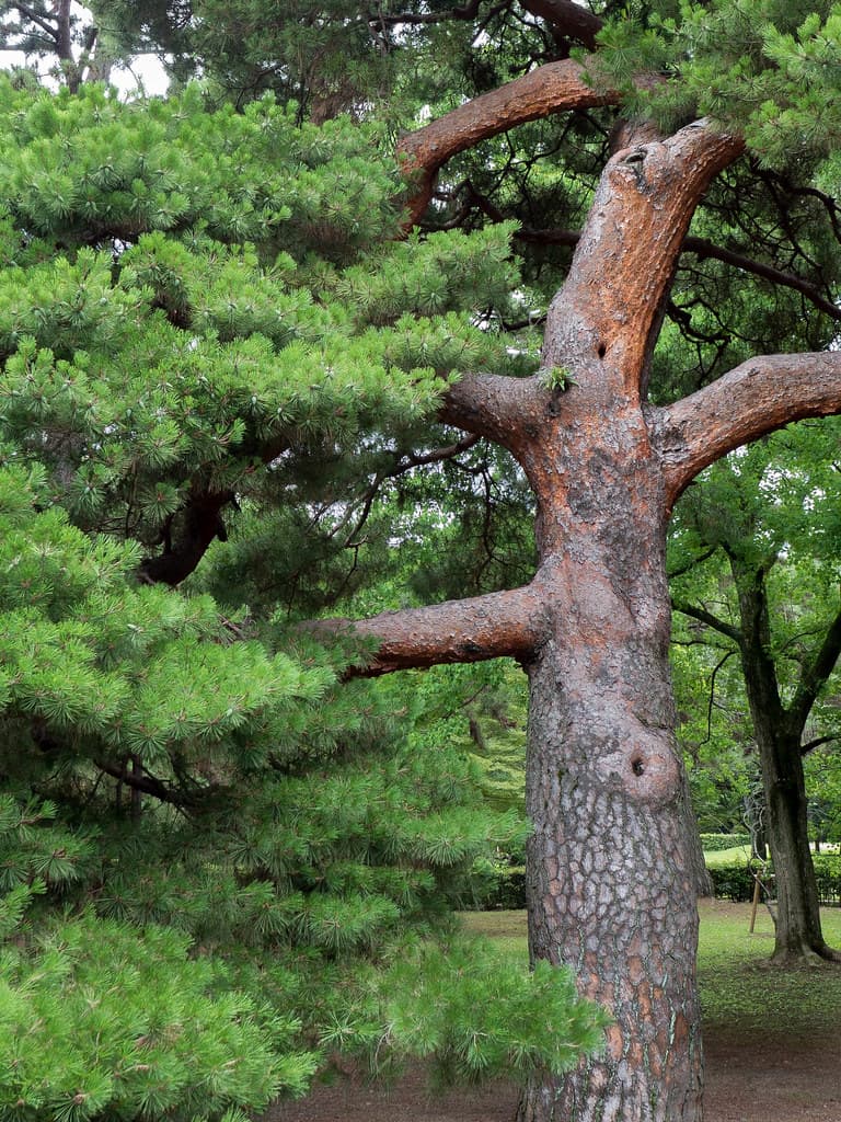 Pine Tree