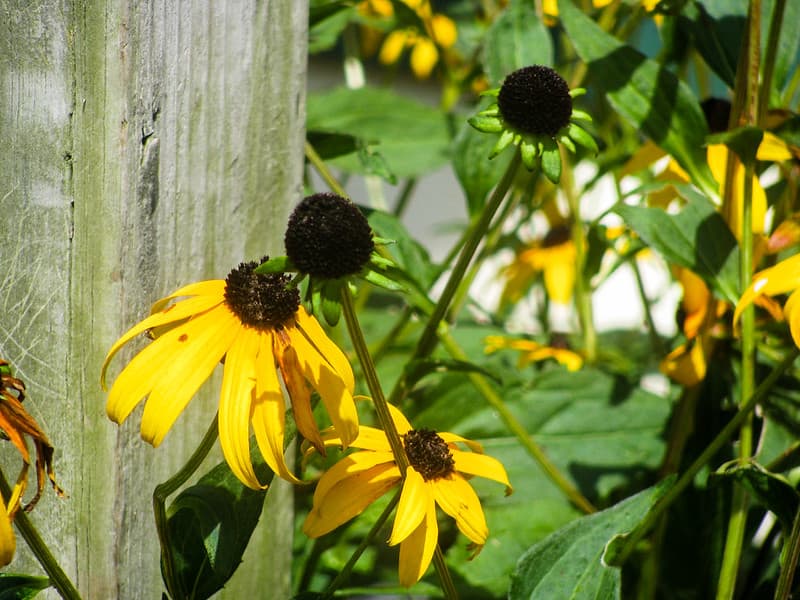 Yellow Sunflowers by Wood Post