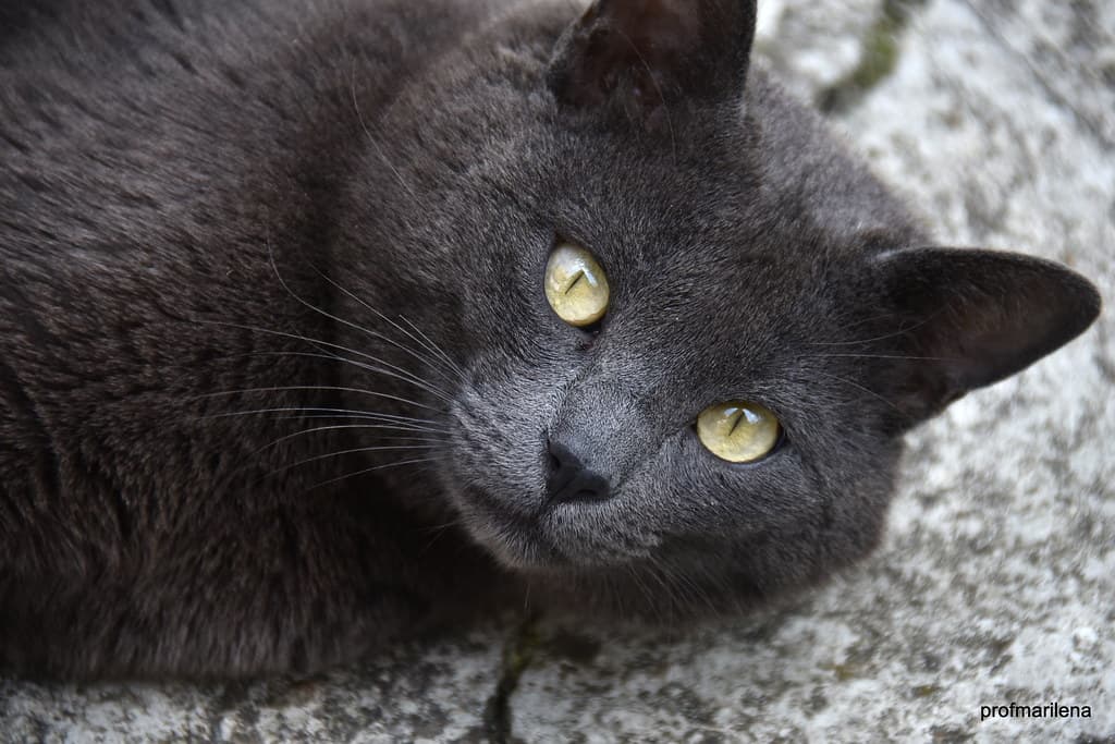 My wildest cat, Ciro, still alive, a real uncompromising macho