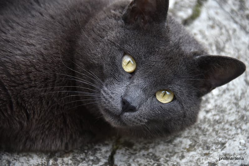 My wildest cat, Ciro, still alive, a real uncompromising macho