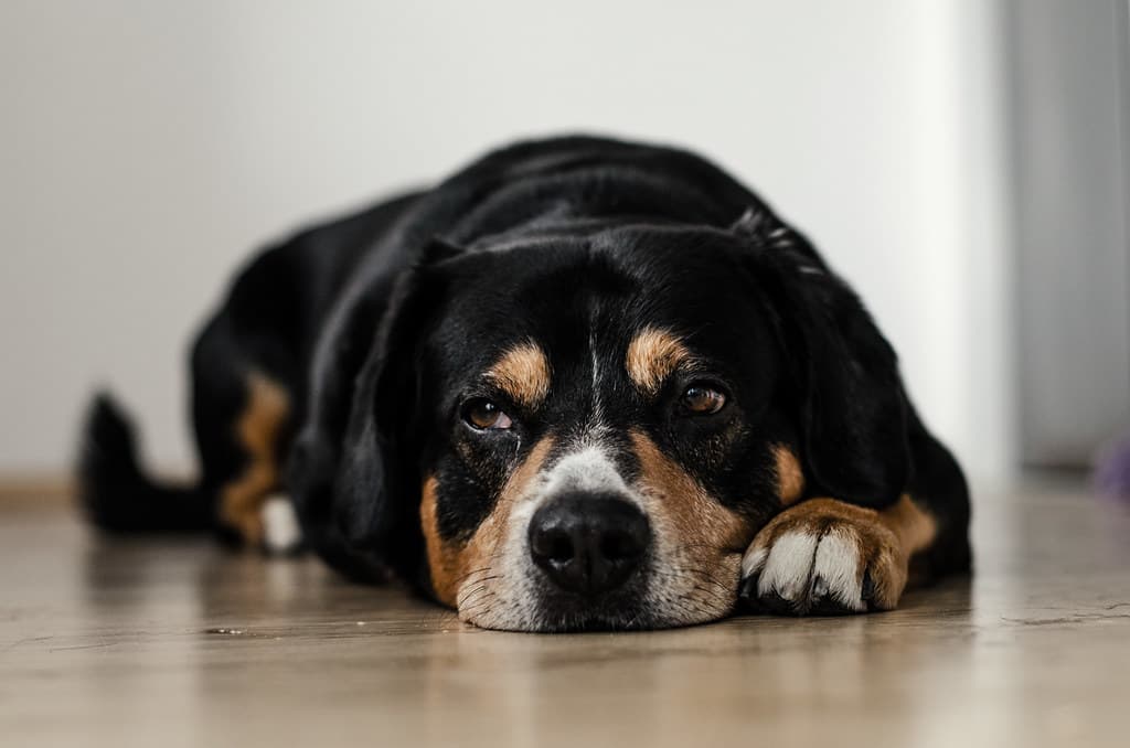 Calico Colored Sleepy Dog