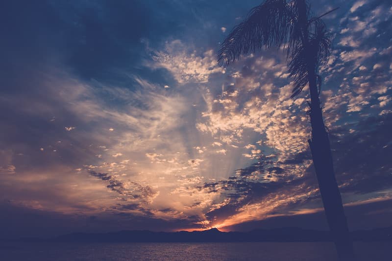 Palm Tree by Ocean with Clouds in Sky