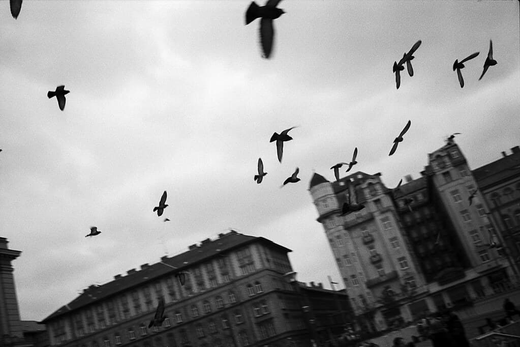 Birds