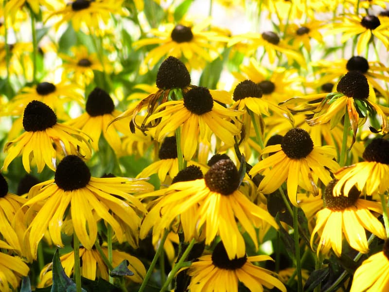 Group of Small Yellow Sunflowers