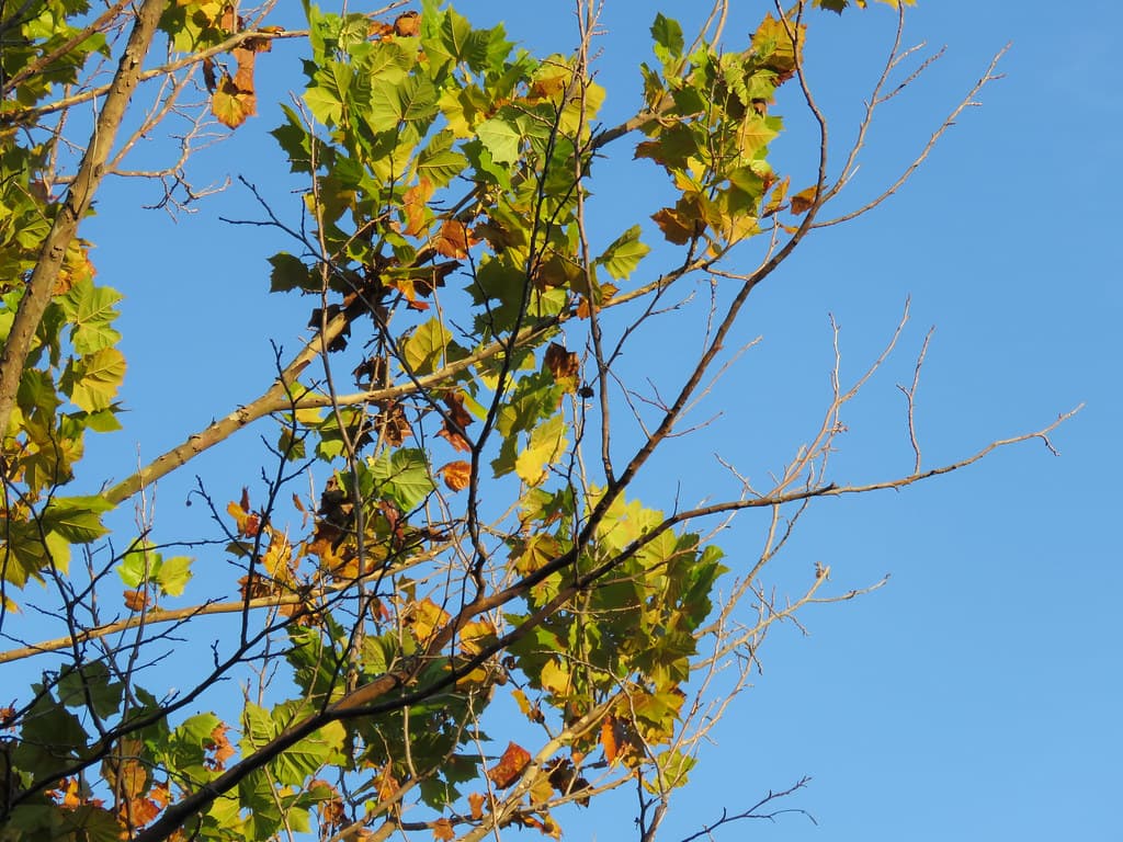 Tree Leaves on Branches with Blue Sky