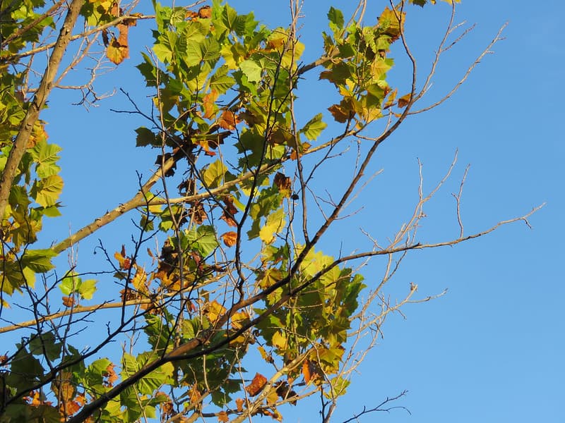 Tree Leaves on Branches with Blue Sky