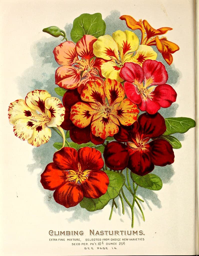 Climbing nasturtiums (1898)