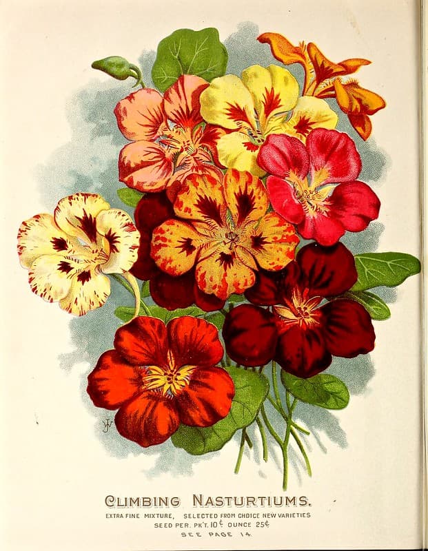 Climbing nasturtiums (1898)