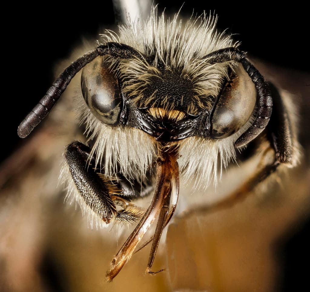 Aculeata, aegeanislands, animal