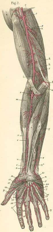 Anatomy, illustrations, medical