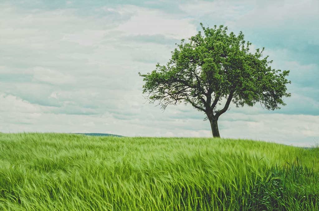 Tree in a Grassy Field