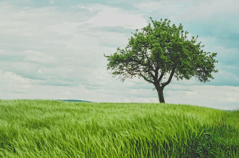 Tree in a Grassy Field