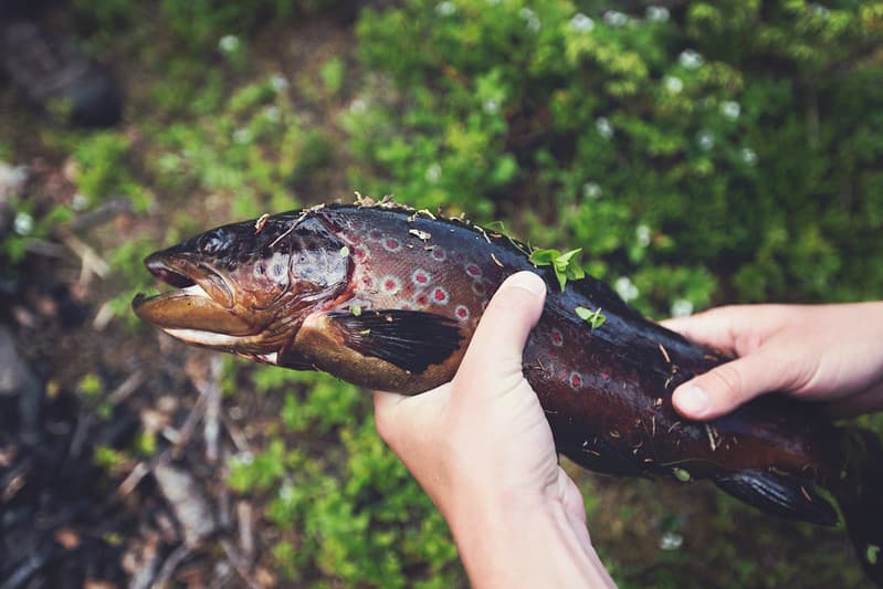 Hands Holding Spotted Fish