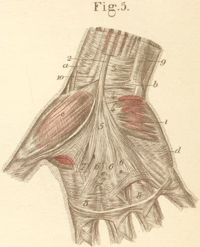 Anatomy, illustrations, medical