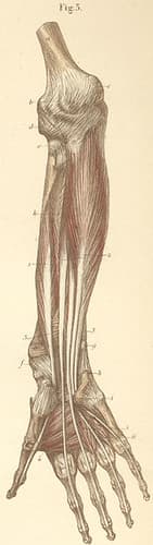 13-3 Deep forearm and hand muscles on the volar (palmar) side.