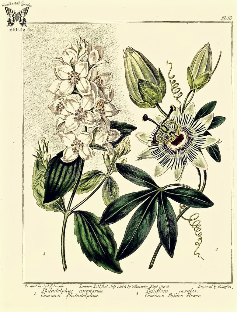 Thcentury, blue, flowerillustration