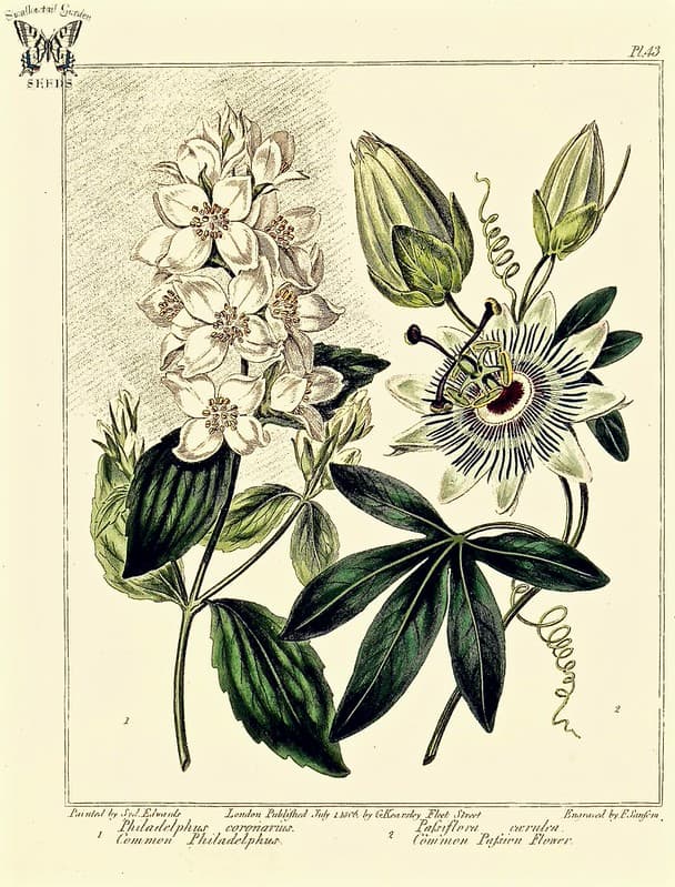 Thcentury, blue, flowerillustration