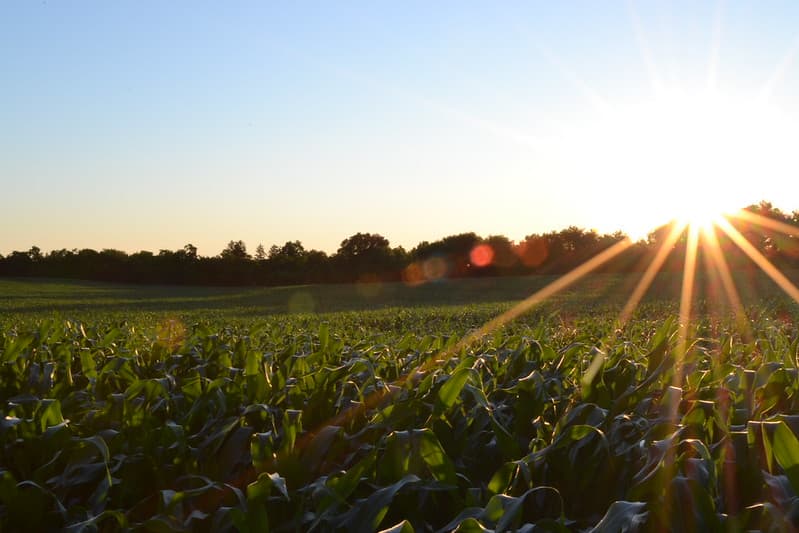 Sun Shining Over a Green Corn Field