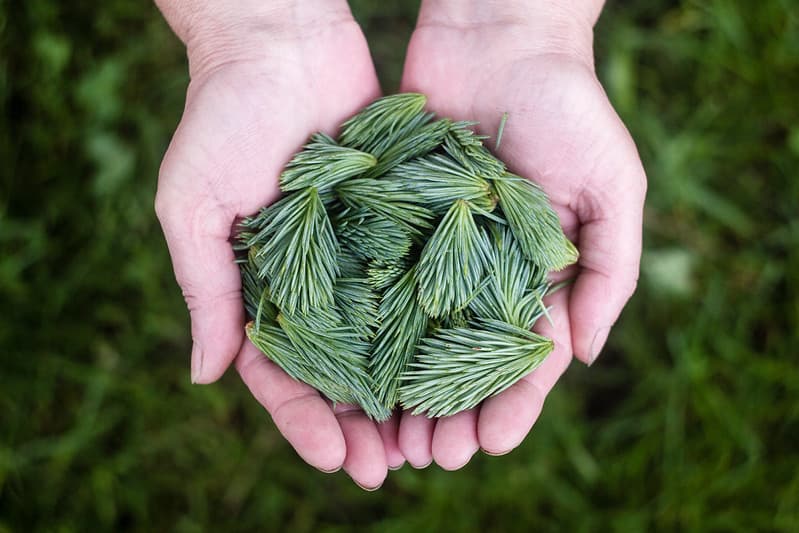 Two Hands Holding Pine Clippings