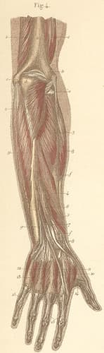 13-4 Deep forearm and hand muscles on the dorsal surface.