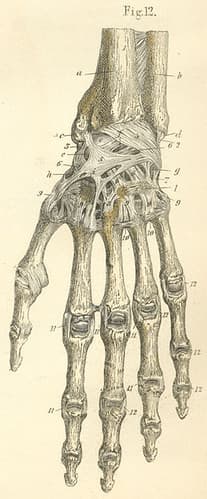 7-12 Ligaments of the dorsal surface of the left hand.