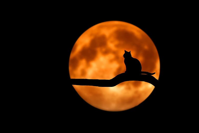 Bloody moon & cat -> 20.05.2015 up 2020