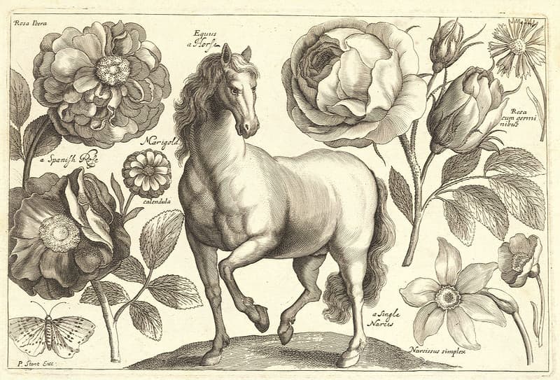 A horse