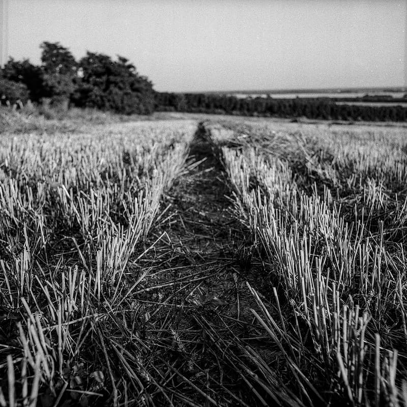 Harvested crop field