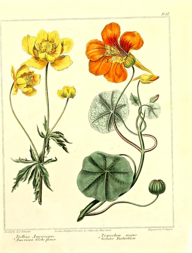 American Globe Flower & Greater Nasturtium (1812)