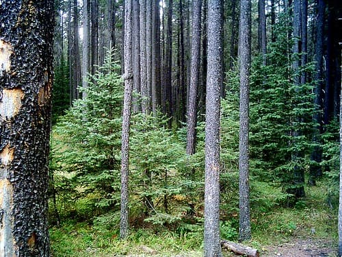 Forest