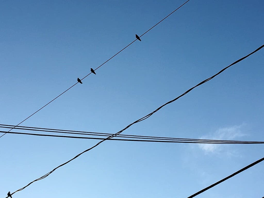 Birds on a Wire