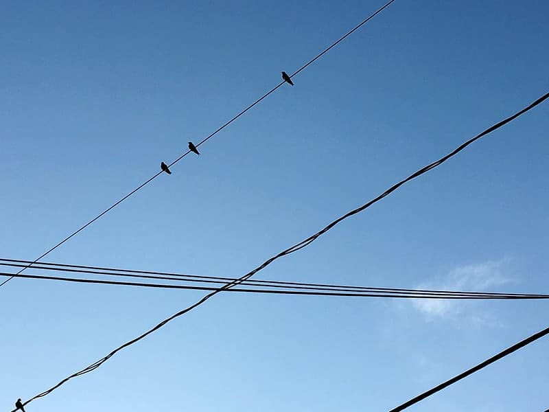 Birds on a Wire