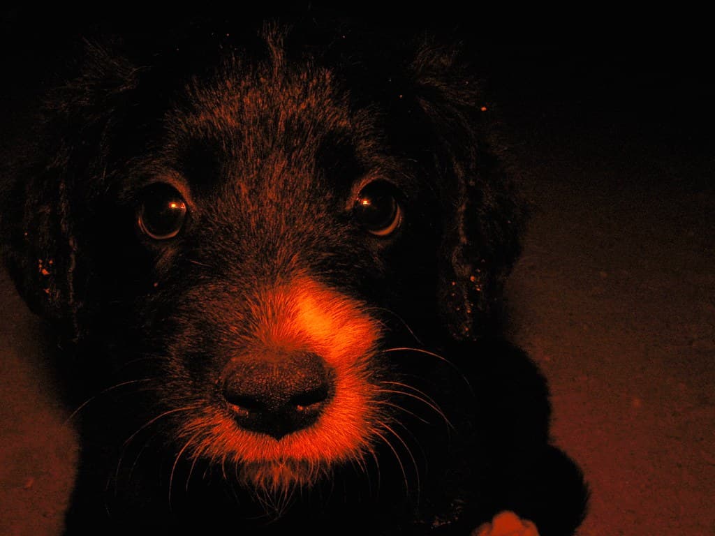 A small dog about two months old :)