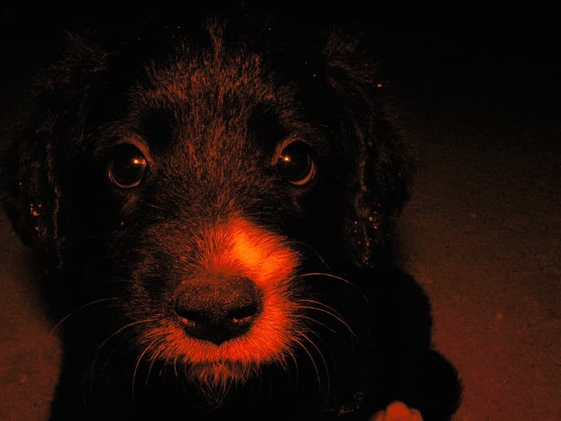 A small dog about two months old :)