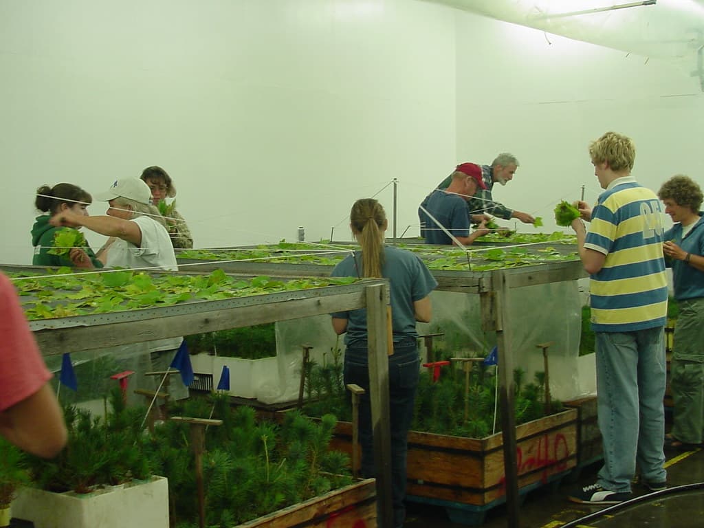 Amycoumas, blisterrust, breeding