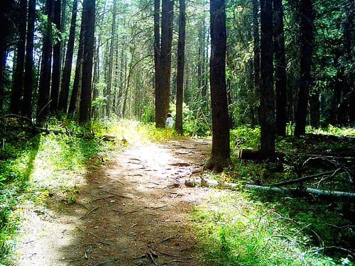 Forest