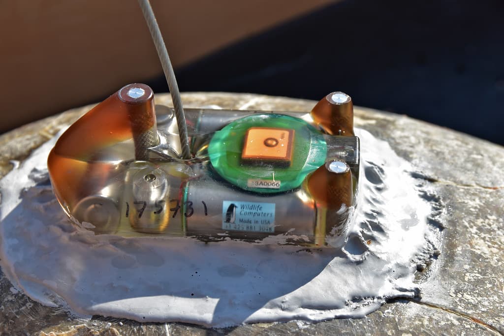 This battery powered GPS tracker will record Coral's movements