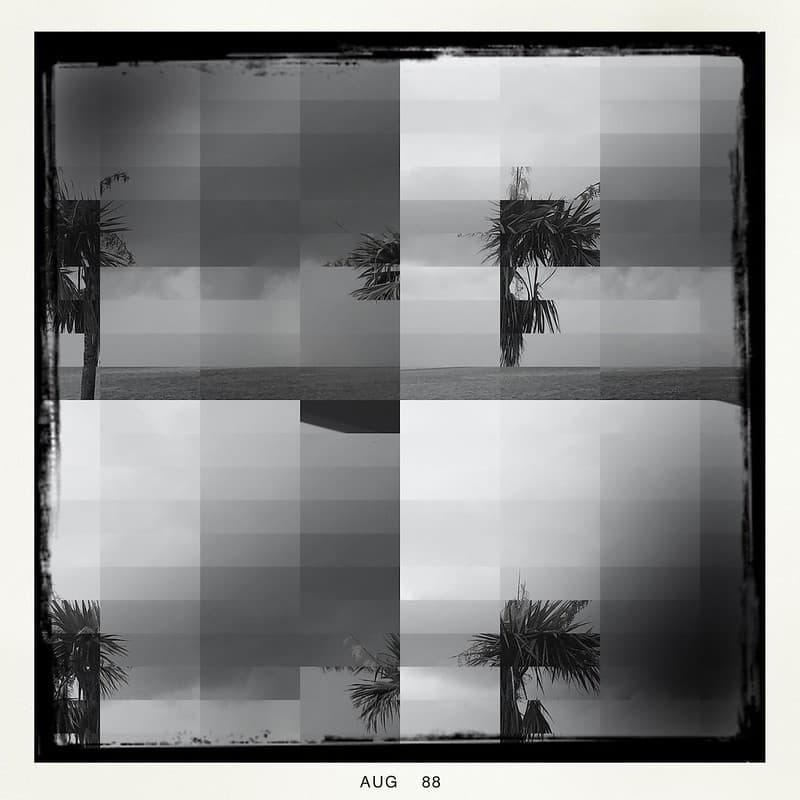 Abstract Palms