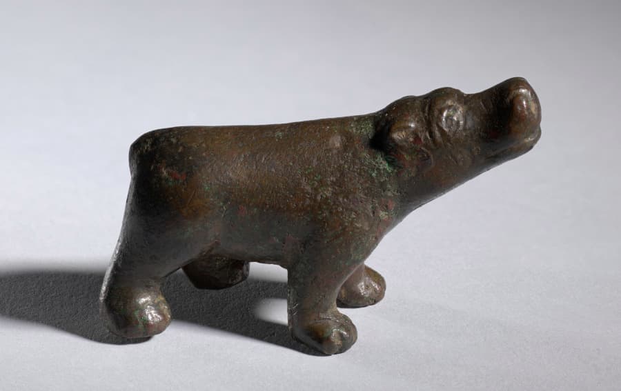 Hippopotamus