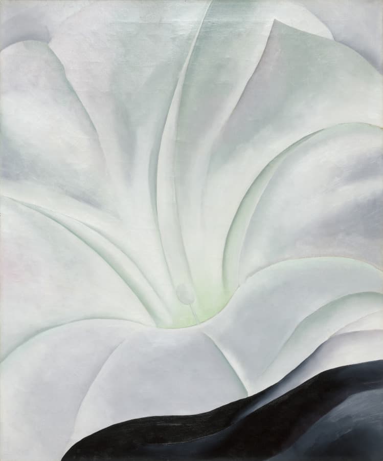 Morning Glory with Black
