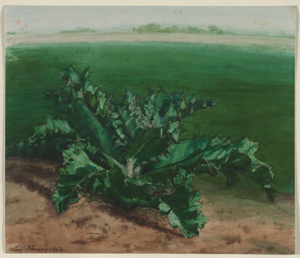 Study of a Plant, Possibly Thistle